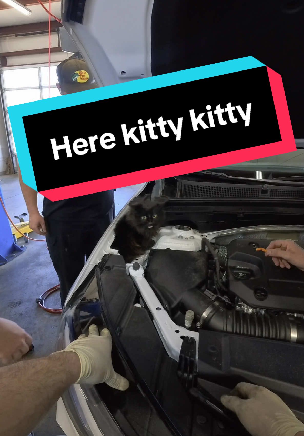 Here kitty kitty. #cats ##tiktokautocampaign #cartok #gmtech #technician #mechanic #catsoftiktok  