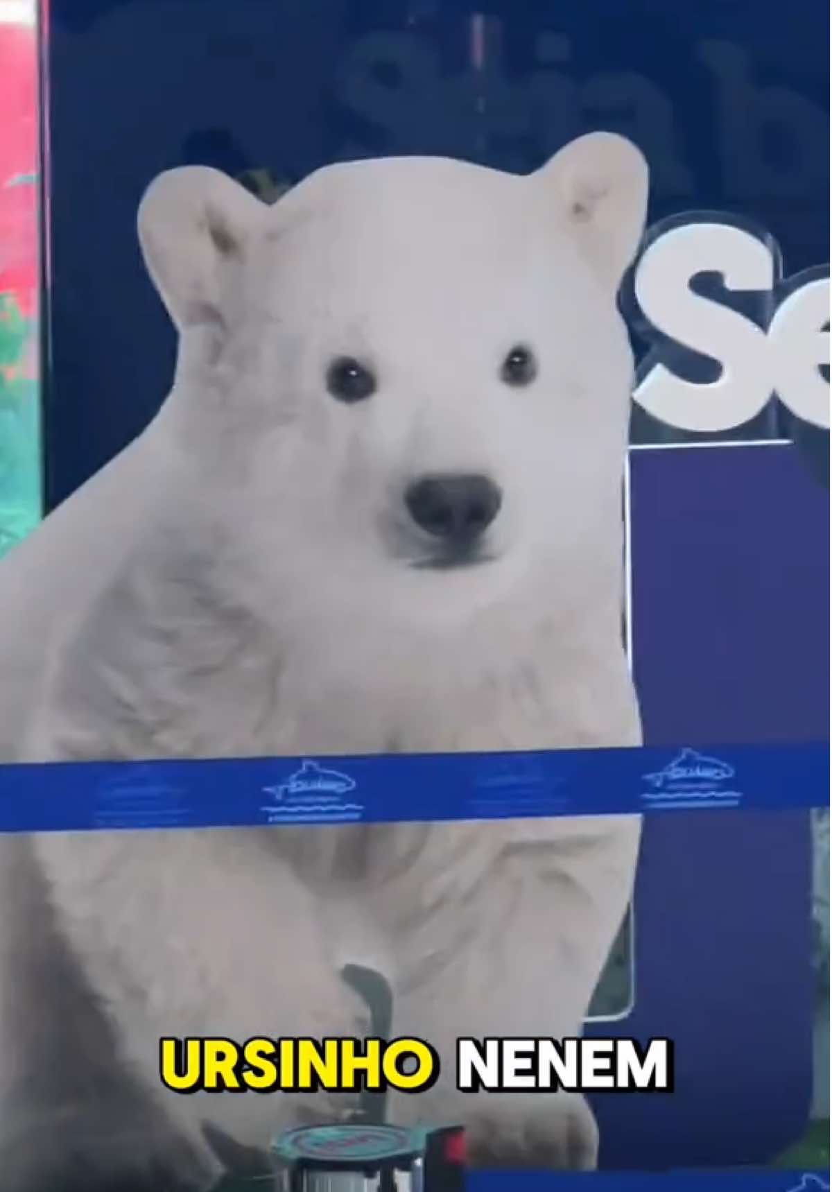 Vim no aquário de São Paulo conhecer a Nur, a primeira ursa polar brasileira, eu só não esperava que iria virar amiga de um pinguim.   Hoje eu passei bastante tempo no aquário conversando com os biólogos pra entender mais a vinda dos ursos polares pro Brasil, o zoológico que eles nasceram na Rússia era muito pequeno, então foi aberta a possibilidade para outros países construírem um recinto para dar uma qualidade de vida melhor para eles, os ursos não são do aquário de sp, eles são parte desse programa de conservação ambiental, e podem a qualquer momento ser transferidos pra outro lugar. O aquário de São Paulo tem o maior recinto climatizado para ursos polares do mundo, são mais de 150 biólogos, oceanógrafos e veterinários para cuidar do bem estar de cada animal de lá.  #aquariodesp #ursopolar #aquario #saopaulo 