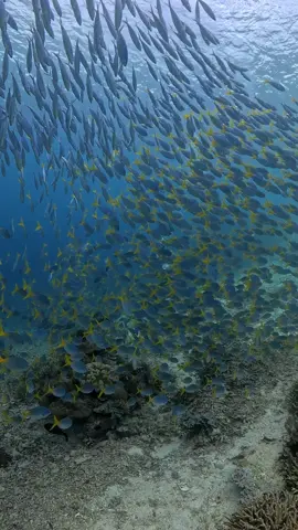 Clear water wai #olindivecenter #rajaampat #fyp #fyppppppppppppppppppppppp #diving 
