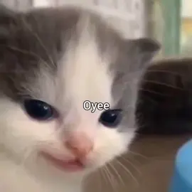 #gatos#fyp#yo#amor#oyeoye#teamo#molestar#losdos#ey#cat#kitty#fyp#dedicar#parejas#amigos#amigas#familia#yo#nosotros#conmigo