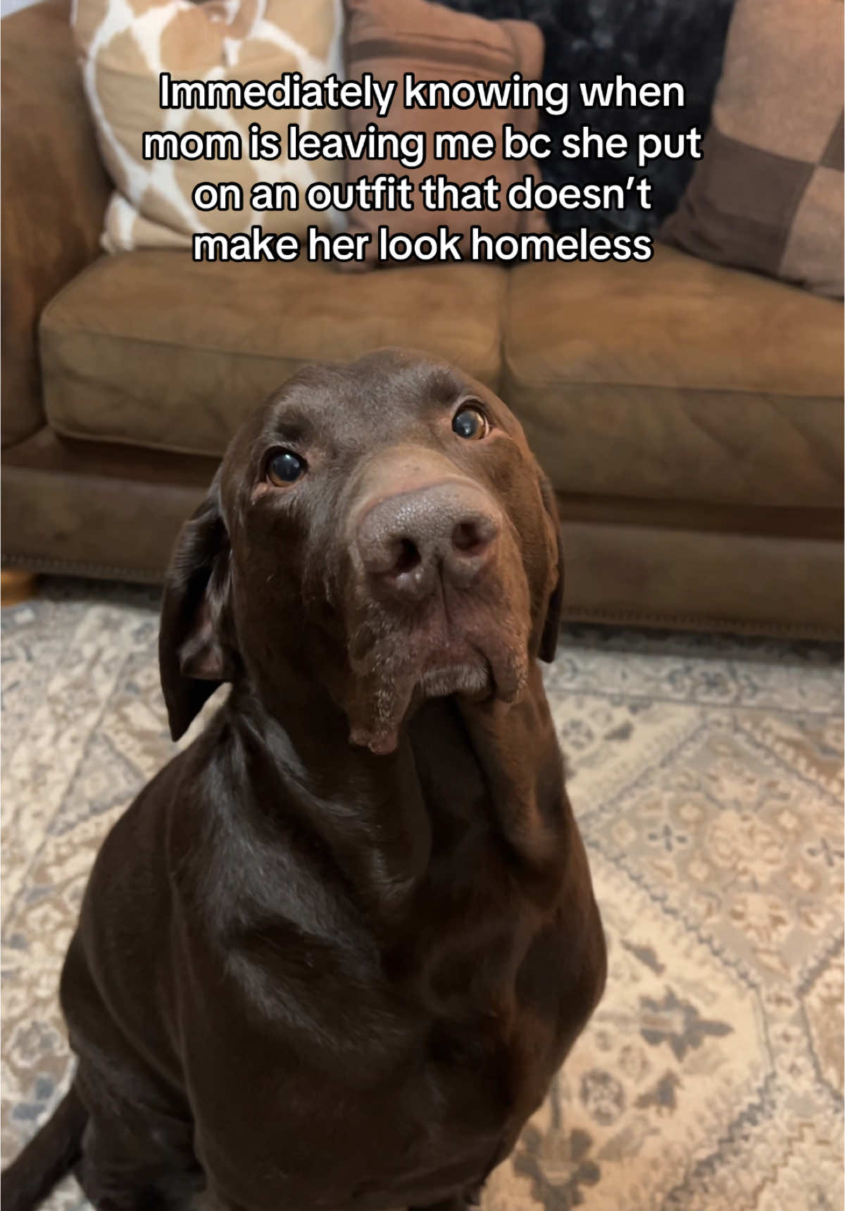 it’s the end of the world Cred:@ZOROthedalmatian  #fyp #foryoupage #foryou #chocolatelab #pet #lab #PetsOfTikTok 