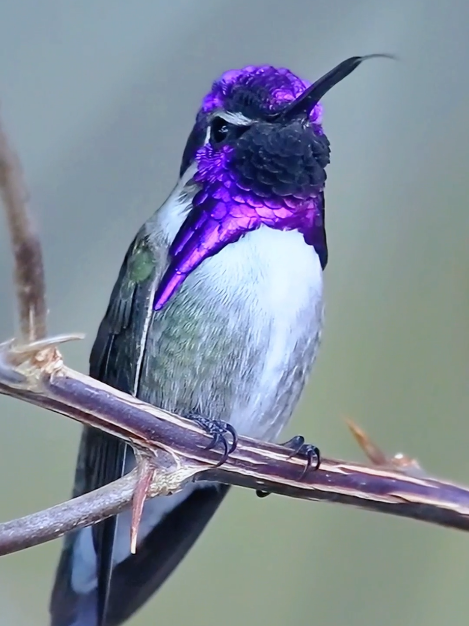 With flowing purple light and fluttering wings, it is the most mysterious purple envoy of the forest! The Purple-throated Woodstar (Calliphlox mitchellii) is a small, vibrant hummingbird species native to the Andean regions of South America, particularly found in Colombia, Ecuador, and Peru. Males are distinguished by their striking iridescent purple throat and greenish upperparts, while females have more subdued plumage with white underparts and greenish-gray upperparts. These birds inhabit montane forests, edges, and gardens, feeding primarily on nectar from flowers and occasionally small insects. Known for their rapid, darting flight and hovering ability, they play a key role in pollination. Despite their small size, they are highly territorial and agile. #hummingbird #DidYouKnow #birds 