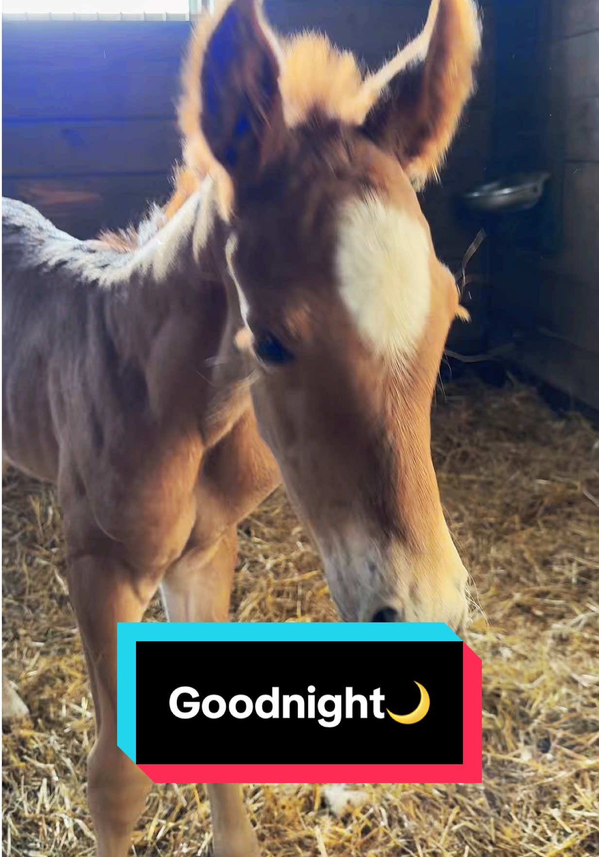 Goodnight, babies❤️🐴 #foalsoftiktok #foalsof2025 #babyhorse #foal 