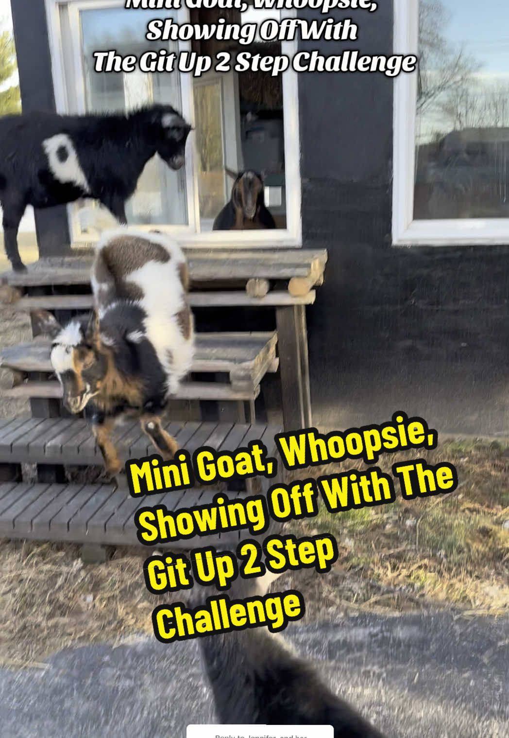 Replying to @Jennifer  and her goats I think the Git Up Challenge is my all time favorite for our Nigerian dwarf Goats 😂 Mini Goat, Whoopsie, Showing Off With The Git Up 2 Step Challenge #gitup #getup #gitupchallenge #getupdance #goats #nigeriandwarfgoats #fyp #PetsOfTikTok #goatsoftiktok #funnypets #goat #petlovers #dancetrend #dancechallenge #cwalk 