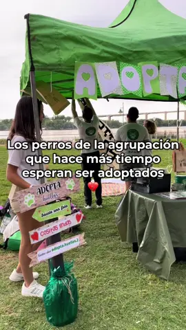 Adopta un perro adulto, adopta con el corazón 💔, para conocer sus historias seguinos en instagram adopta.huellas #dog #dogrescue #dogs #doglover #dogsofttiktok #animal #animals #animalrescue #Love #chance #vet #castrarsalvavidas #castracion #family #parati #foryou #fyp #like #nocompresadopta 