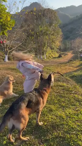 This man has a group of mischievous little dogs at home. #animal#fyp#funny#cute#dog 