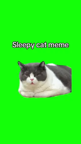 Sleepy cat meme 💚Green screen💛 emojithecat 🩶 #creatorsearchinsights #catmeme #snoring #sleepycat #greenscreenvideo 