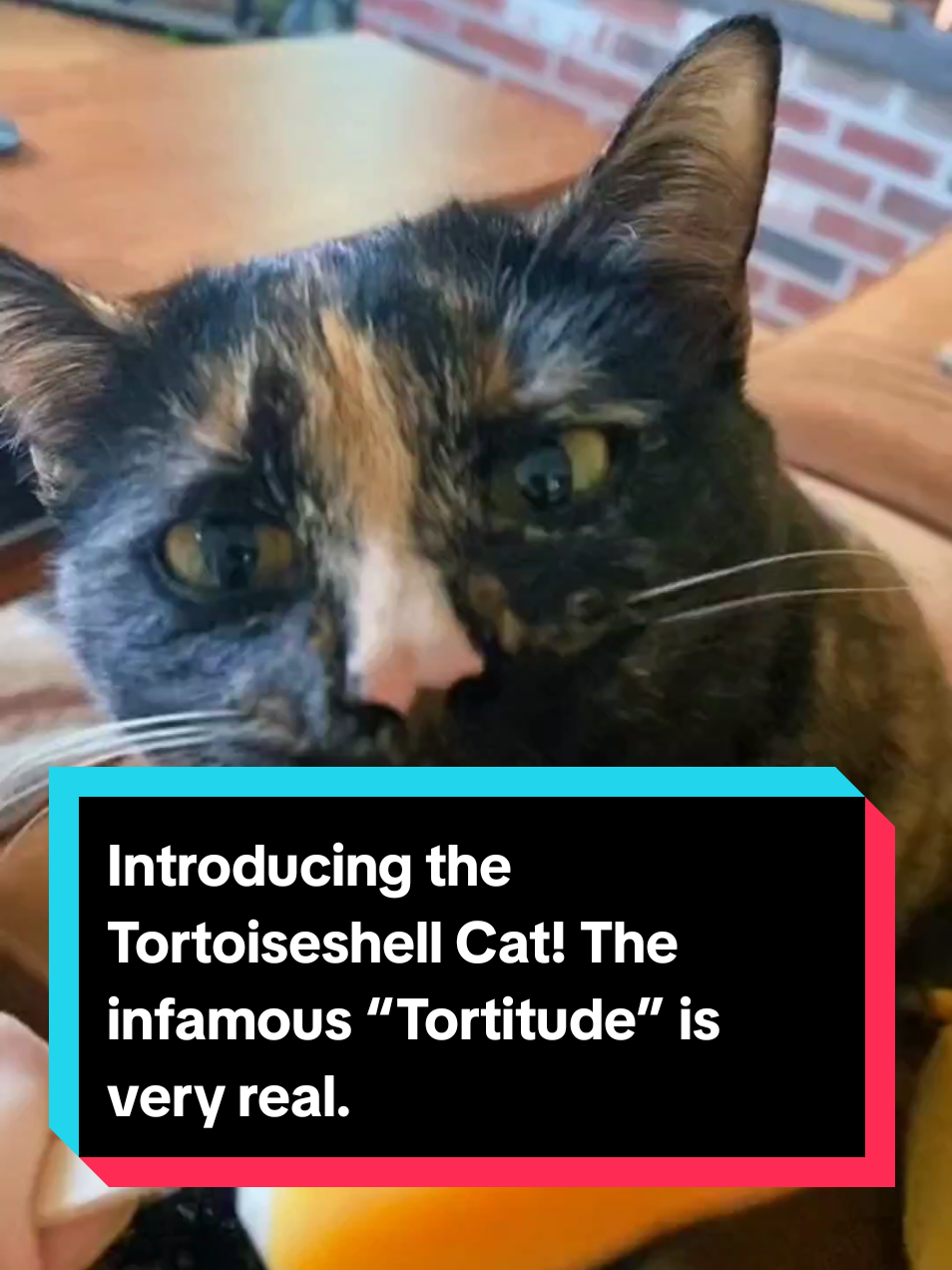 Introducing the Tortoiseshell Cat! The infamous Tortitude is very real, with a tiny queen if you think you’re in charge, think again.😂 #cutecatsoftiktok #catsoftiktok #catsdoingthings #tortoiseshellcat #tortoiseshellcats #animalsoftiktok #animalsworld #PetsOfTikTok 