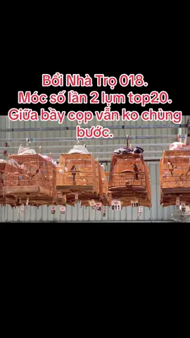 #BổiNhàTrọ lần thứ 2 ra trận nhận top 20. Tìm hiểu em ko dễ dàng.😭#chimchaomao #chaomaobaydau #chaomaovip #chimchaomaohotdau #xuhuongtiktok #chaomao @Thảo ma @Cám Văn Toại 