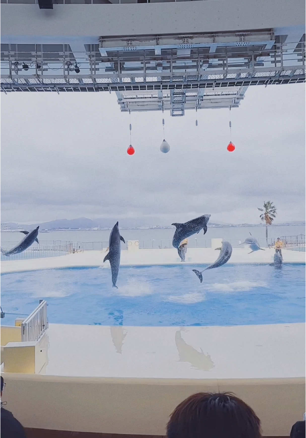 มีโอกาสต้องได้เจอกันใหม่นะ🐬🦈🐋🪼 #marineworld #uminonakamichi #fukuoka 