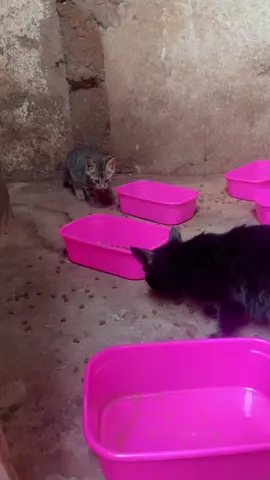 Please friends link in bio for help #cat #catsoftiktok #catwalk #usa_tiktok #canda #donate 
