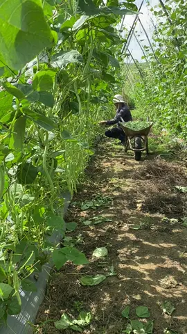 Đậu cô ve chỗ em 6k, chợ các bác giá sao ạ… Nghèo mãi thôi  😃😃