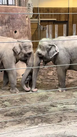 Tula Tu with her momma Rose Tu and Aunt Chandra bonding together 💜✨ #elephant #oregonzoo #elephants #zoo #explorepage #fypシ #fyp #fypシ゚viral #explorepage✨ #sanctuary #babyelephant #oregon 