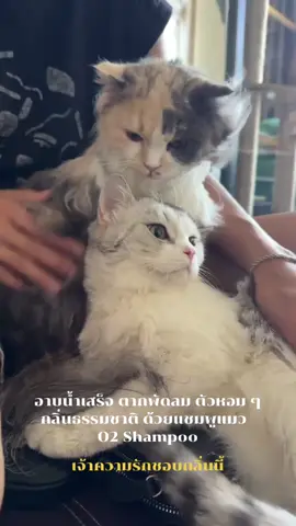 #แมว #แมวน่ารัก #อาบน้ําแมว 