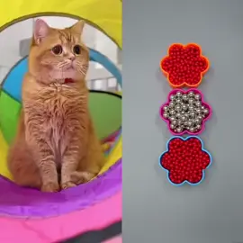#xh #xuhuong #cat #pet #catsoftiktok #catfunny #foryou #viral #fyp 