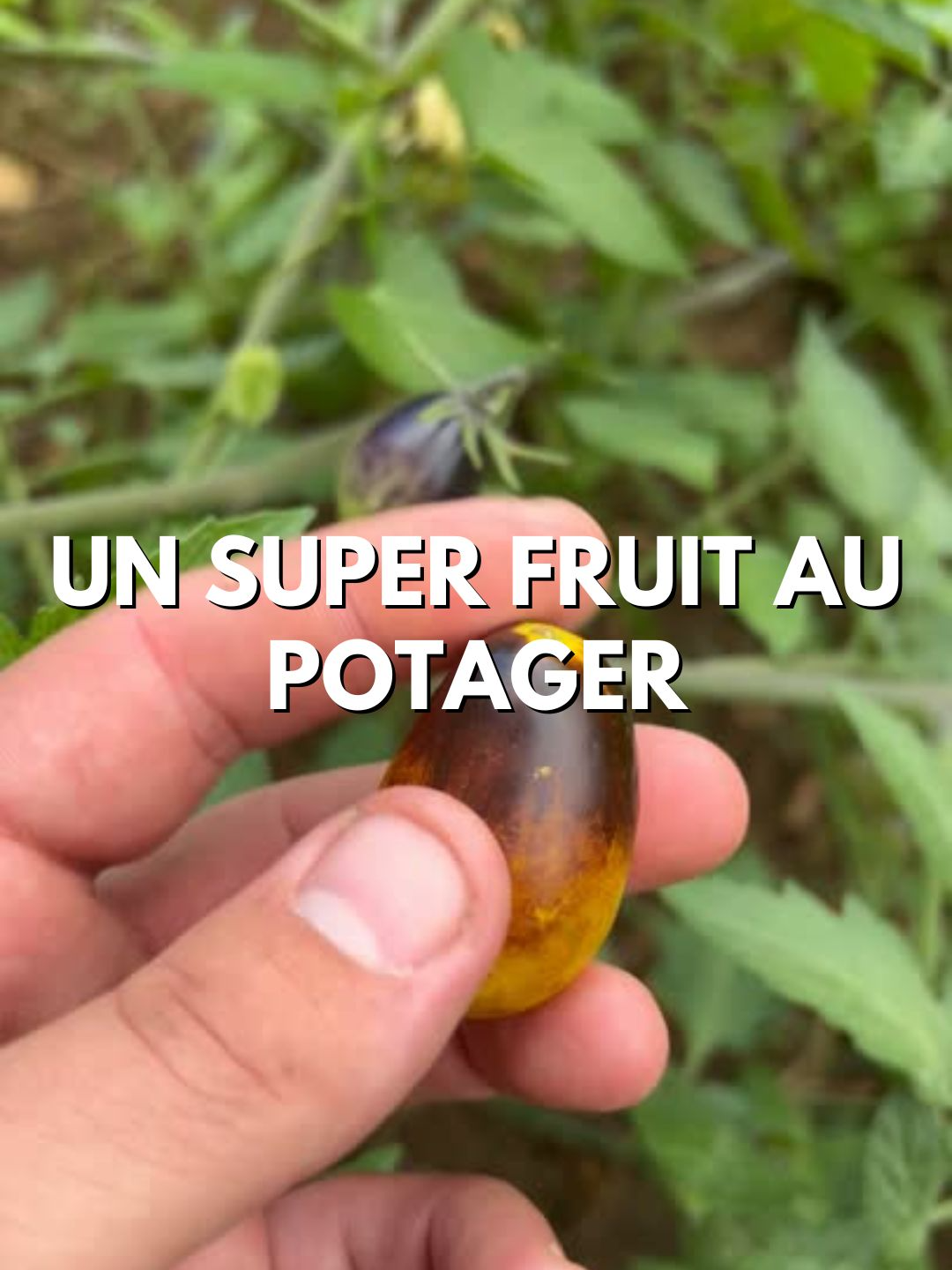 Pour les amoureux du #potager , aujourd'hui, je vous présente un #légumes particulièrement apprécié. C'est aussi une plante facile à cultiver, même à partir des semences. Et d'ailleurs, les #Graines sont disponibles, avec tous les conseils de culture.