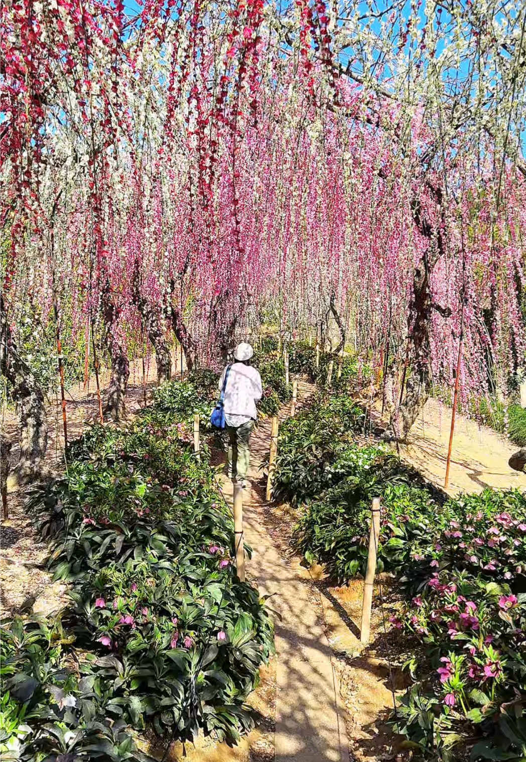 まさに桃源郷… 枝垂れ梅のトンネルが魅せる絶景🌸 #JAPAN #日本 #静岡 #春#春絶景 #おすすめ 