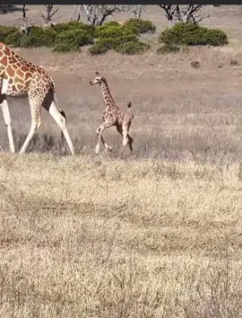 Newborn Giraffe test runs it’s legs to see how fast they can go. So adorable!!😄🤭🤭🥰🥰 #nature #wildlife #africanwildlife #safari #gamedrive #giraffe 