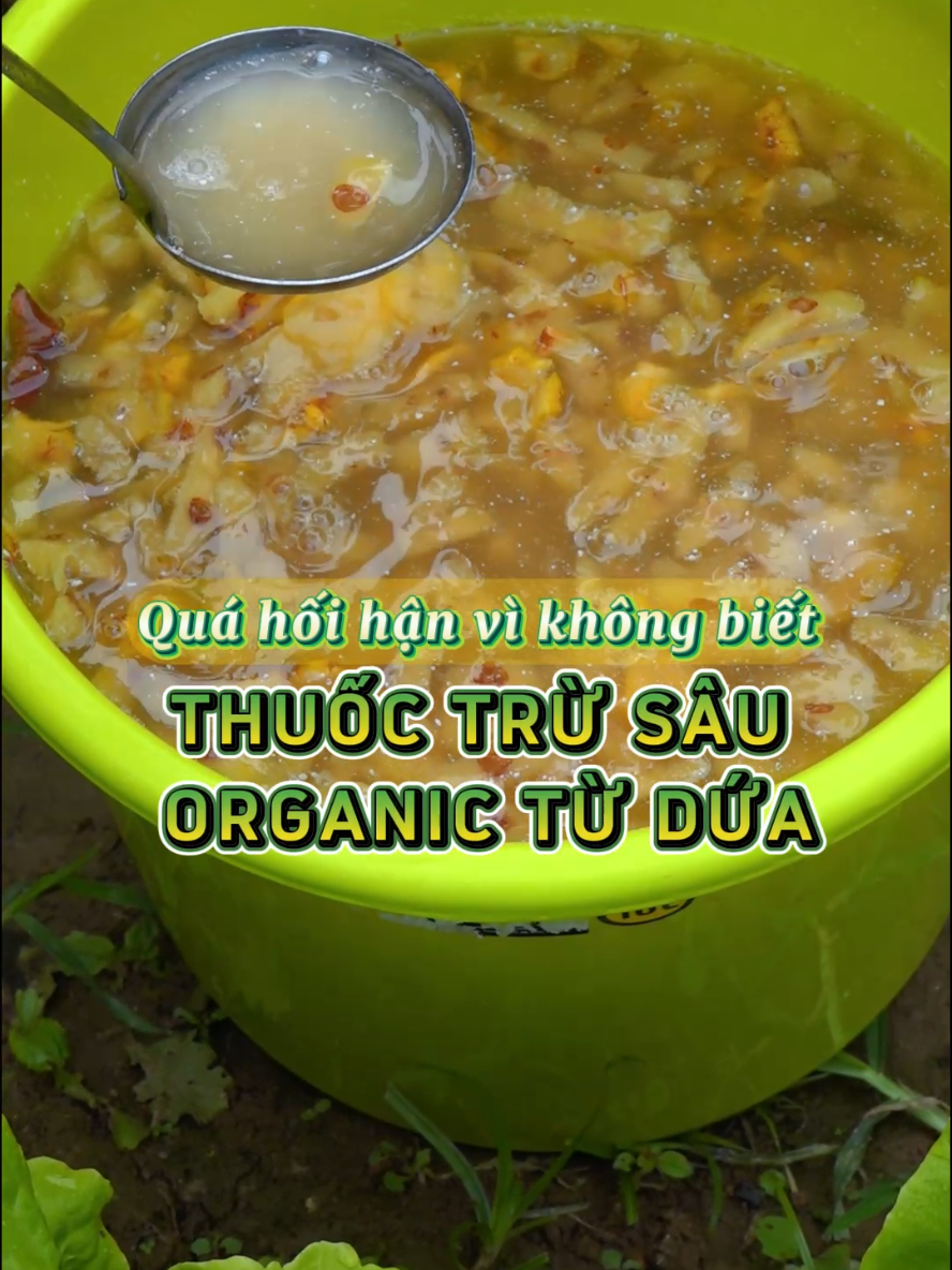 Trừ sâu organic từ dứa, cả nhà đã dùng chưa #nongnghiep #trongrau #nongdan #htxnongduocxanhtienphuoc 