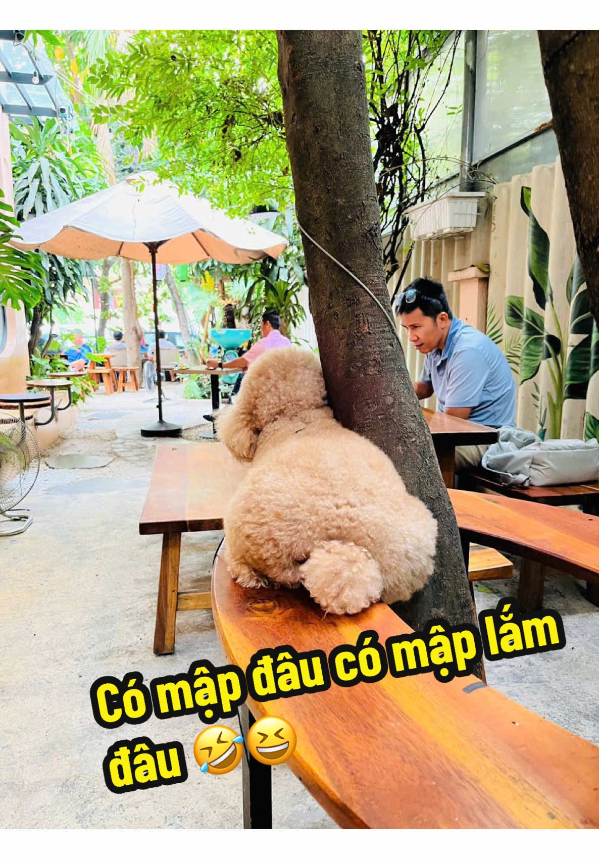 Lại là con bé sữa đáng yêu ạ Cô Chú ơi😘💕#cunyeu #poodle #lovepoodle #cúnconđángyêu #yeudongvat 