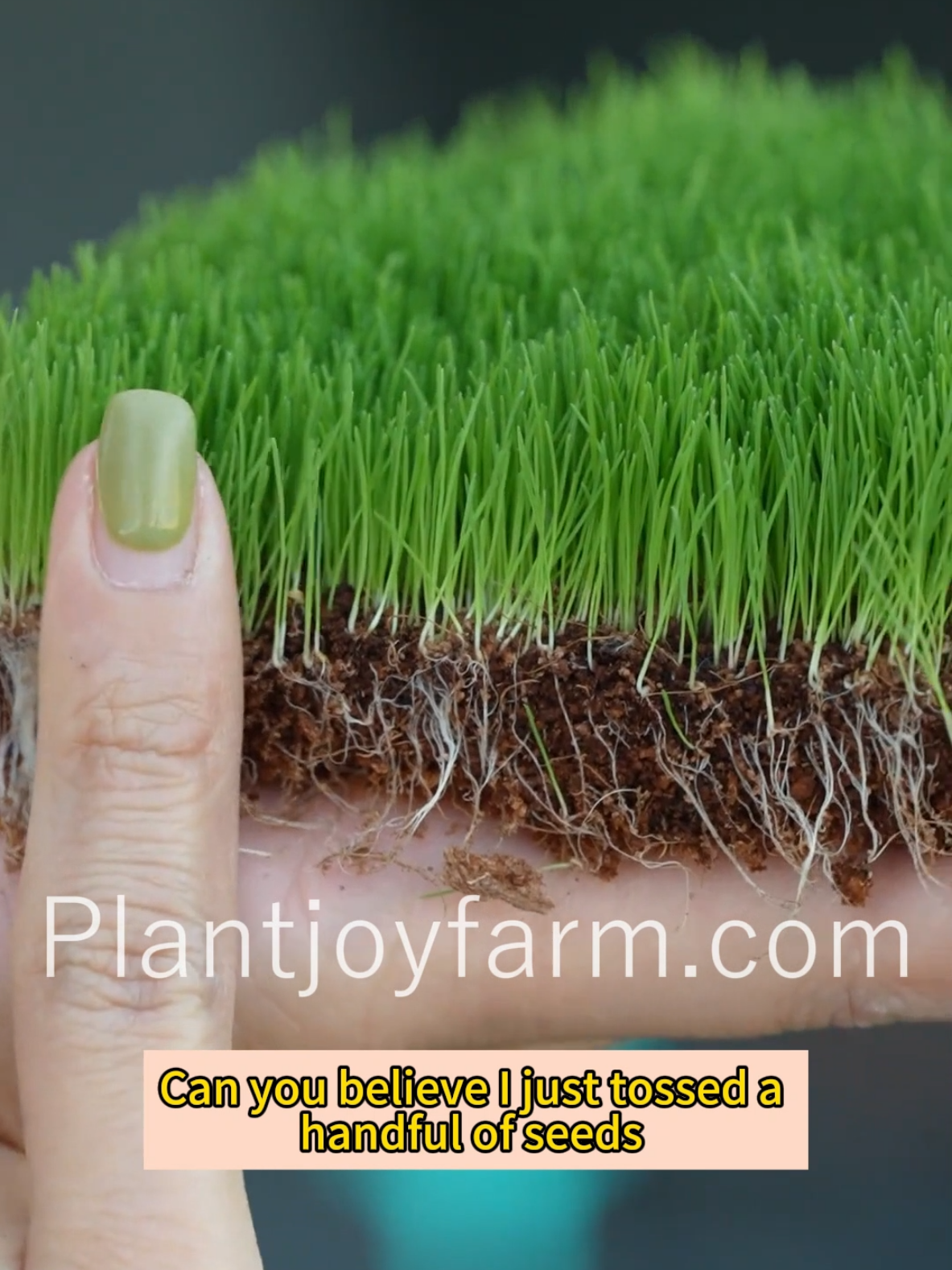 🌿 Keep your lawn green all year with Four Seasons Evergreen Dwarf Grass Seed—easy to grow and super low maintenance! #FourSeasonsEvergreenDwarfGrassSeed #PlantJoyFarm #Seed #Plants #Garden #LushLawn #EvergreenGrass #EasyGrow #LowMaintenance #greenvibes 