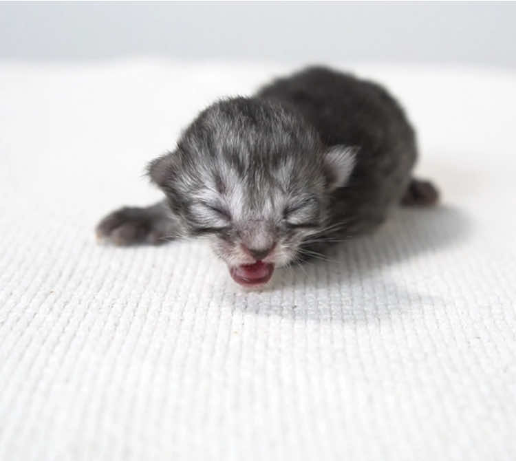 こちらはブラックちゃん。 サイベリアン。 3/9生まれ。 #サイベリアン #siberiancat #赤ちゃん #子猫 #kitten #meow 