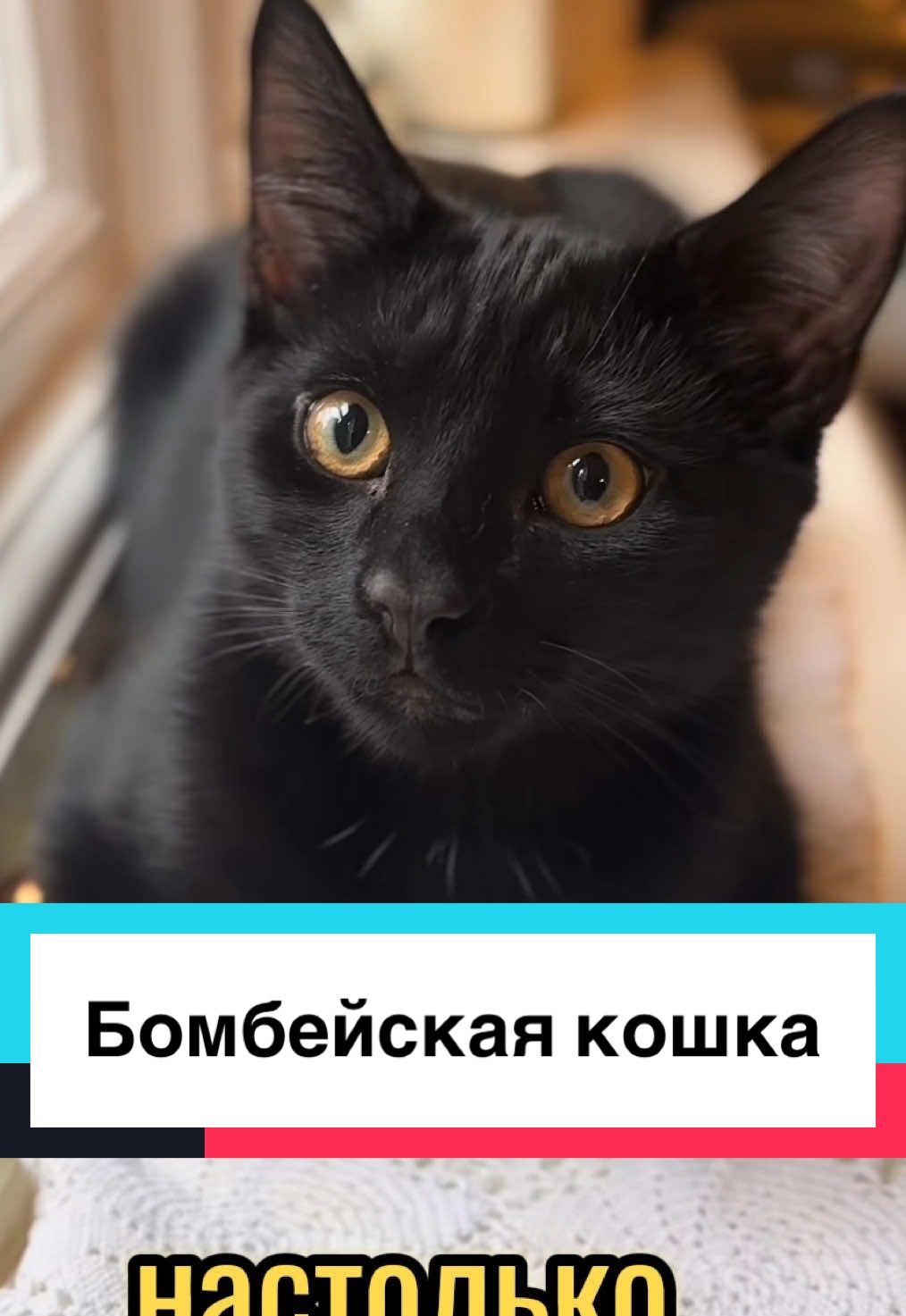 #bombaycat #bombaycatsoftiktok #бомбейскаякошка #бомбейская #кошкавтиктоке #catsoftiktok #cats #породакошек #необычныефакты #fyp 