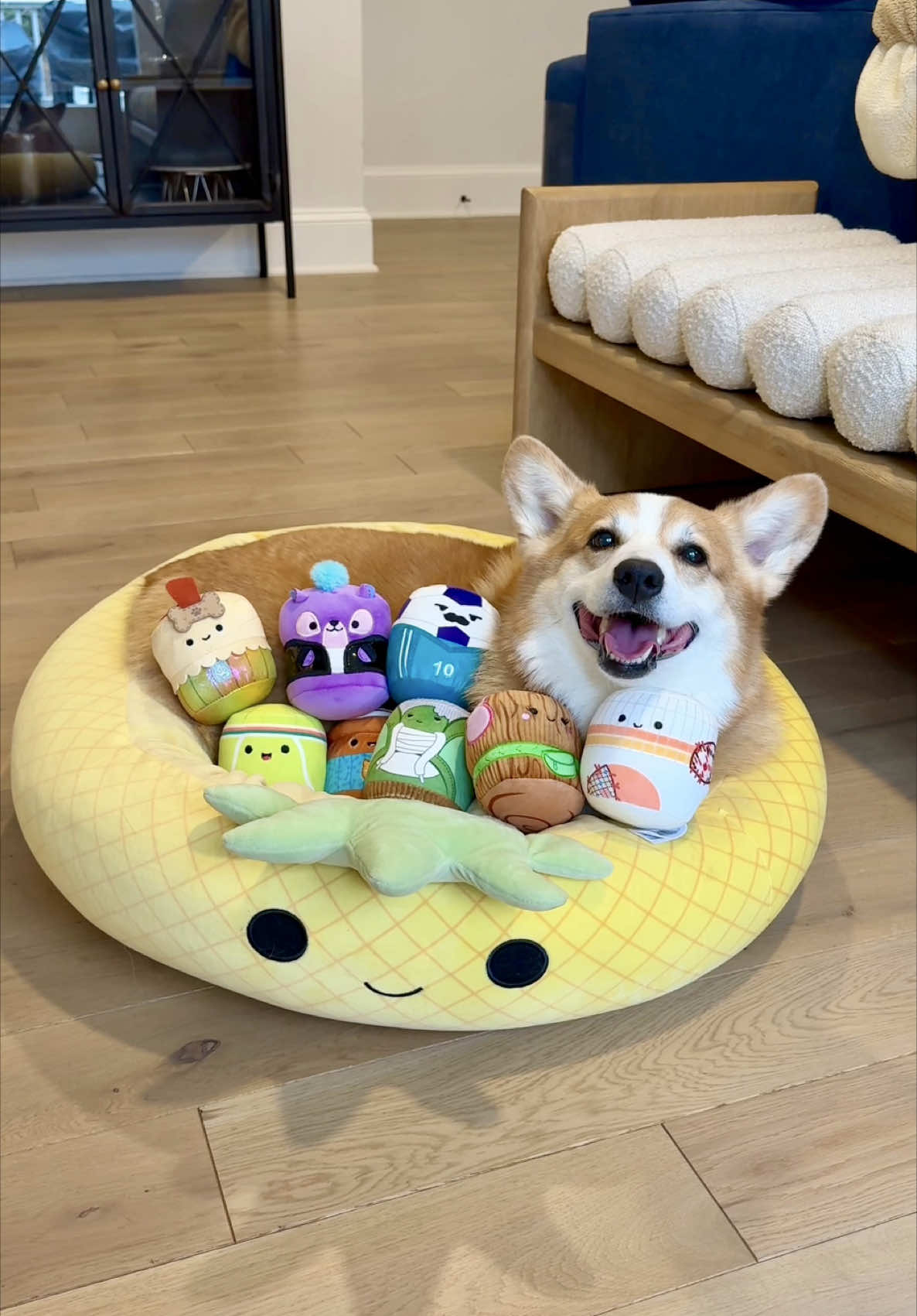 He only packs the essentials!  Can you believe @Squishmallows has new dog chew toys?! Chew Mees by Squishmallows are the perfect chew companions for Hammy and Fiona. They've launched at @PetSmart and are only available for a limited time, so be sure to hurry in and collect them all!   #squishmallowspartner #squishmallows @Jazwares #jazwarespets #jazwares #chewmees