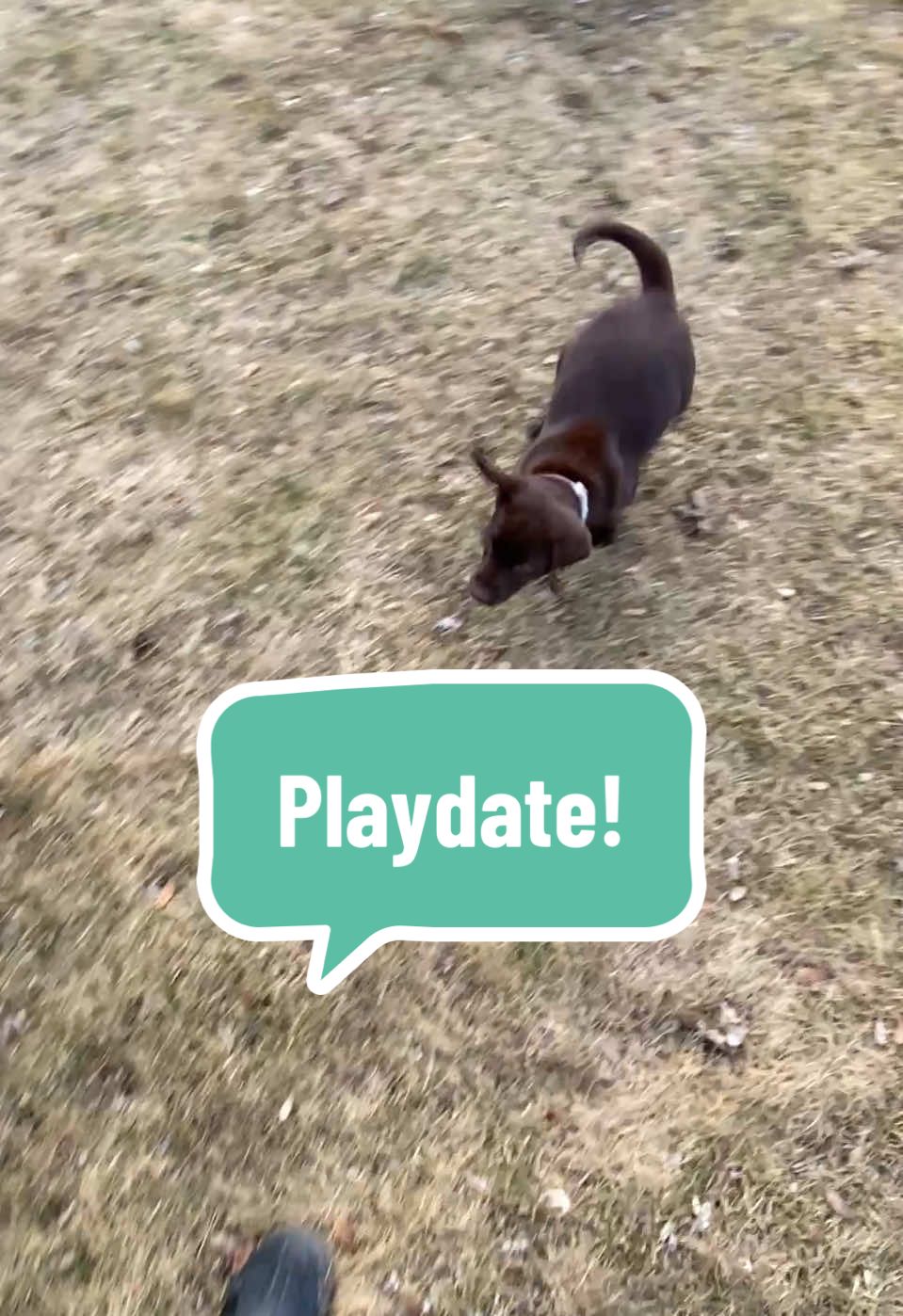 Jocelyn went on an adventure for a playdate with Ruby!  #adventure #playdate #BestFriends #friends #goats #goatlife #cutegoats  #jocelyn #hobbyfarm 