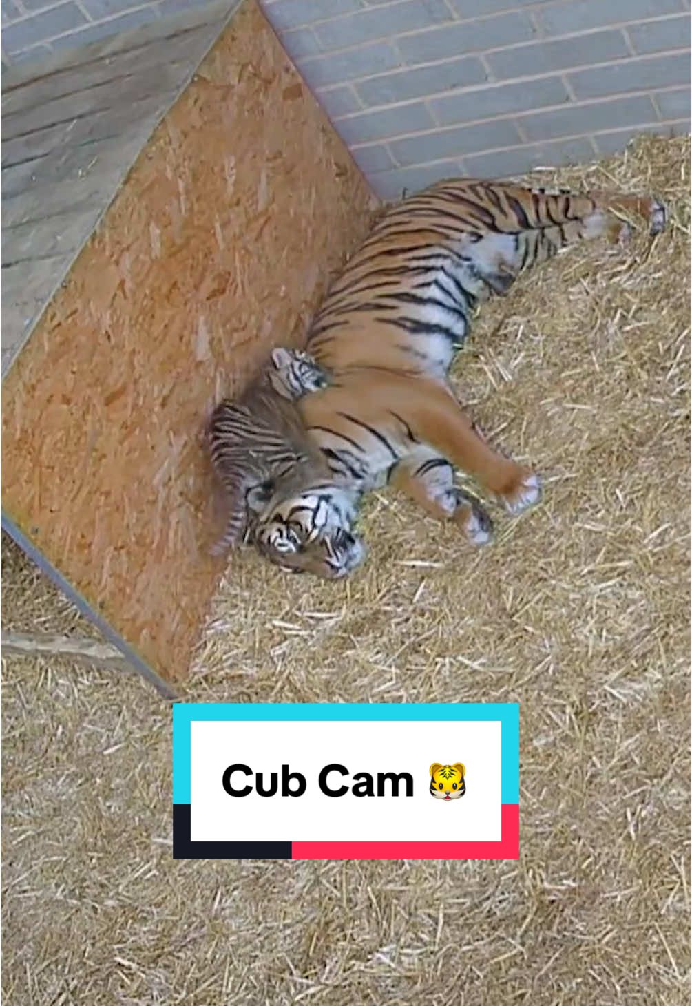 🐯CUB CAM🐯 Dourga’s little cubs are full of energy! Check them climbing all over Mum…she’s got her paws full with these three! 😂 #wmsp #westmidlandssafaripark #tigercubs #cubcam 