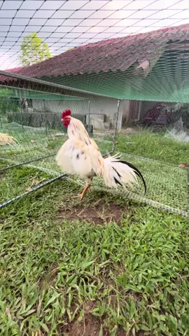 #ของดีน้ําร้อน💚 #ไก่เดือยภาคใต้ #อนุรักษ์ไก่ใต้🐓 