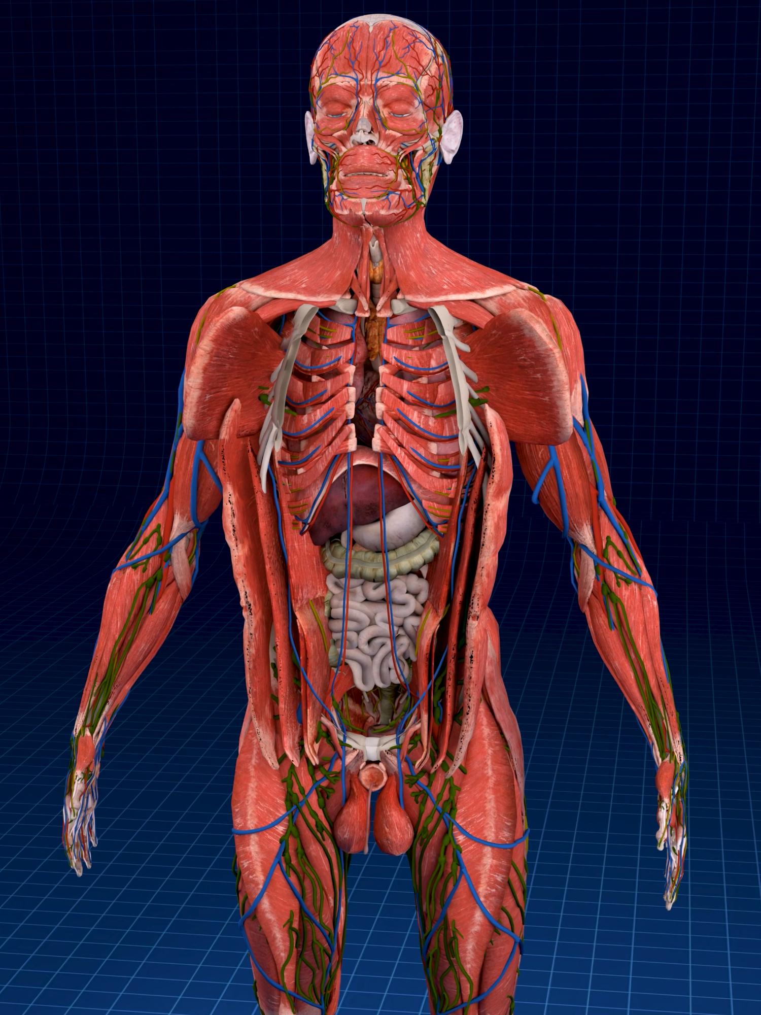 Unveil Your Body's Secrets | Best Anatomy Video ✨🫀 Plus . . The human heart is a vital organ that pumps blood throughout the body, supplying oxygen and nutrients while removing carbon dioxide and waste products. Here are some key points about the human heart: Anatomy: The heart has four chambers: two upper atria and two lower ventricles. The right side pumps deoxygenated blood to the lungs, while the left side pumps oxygenated blood to the rest of the body. Valves: There are four main valves (tricuspid, pulmonary, mitral, and aortic) that ensure unidirectional blood flow through the heart and prevent backflow. Circulation: The heart is part of the circulatory system, which includes the pulmonary circuit (to and from the lungs) and the systemic circuit (to and from the rest of the body). Electrical System: The heart has its own electrical system, including the sinoatrial (SA) node, which acts as the natural pacemaker, regulating the heartbeat. Health: Maintaining heart health is crucial, as cardiovascular diseases are leading causes of morbidity and mortality. Lifestyle factors such as diet, exercise, and avoiding smoking play a significant role in heart health. . . . #anatomy #anatomi #anatomia #anatomía #cardio #pulmonaryhypertension #heartanatomy #3danimation #cardiology   #meded #education #3dmodel  #smartdoctor1 #medtech #pharma #medstudent #vray #doctor #माहवारी #月経 #임신 #妊娠 #medicina #pregnant #pregnancy #baby #heartdisease  #해부학 #해부 #anatomíahumana #cardio #cardiology #3danimation #heartanatomy #pulmonaryhypertension #pancreatitis #anatomy #pancreas #meded #medicina #임신 #माहवारी #月経 #vray #doctor #medstudent #education #smartdoctor1 #pharma #medtech