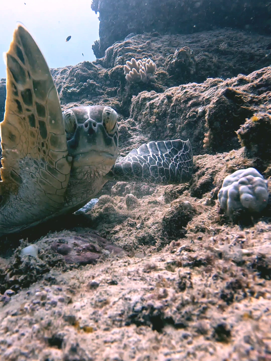 Small turtle wipes her Chin ☺️☺️☺️ #marinelife #sea #fish #turtle 