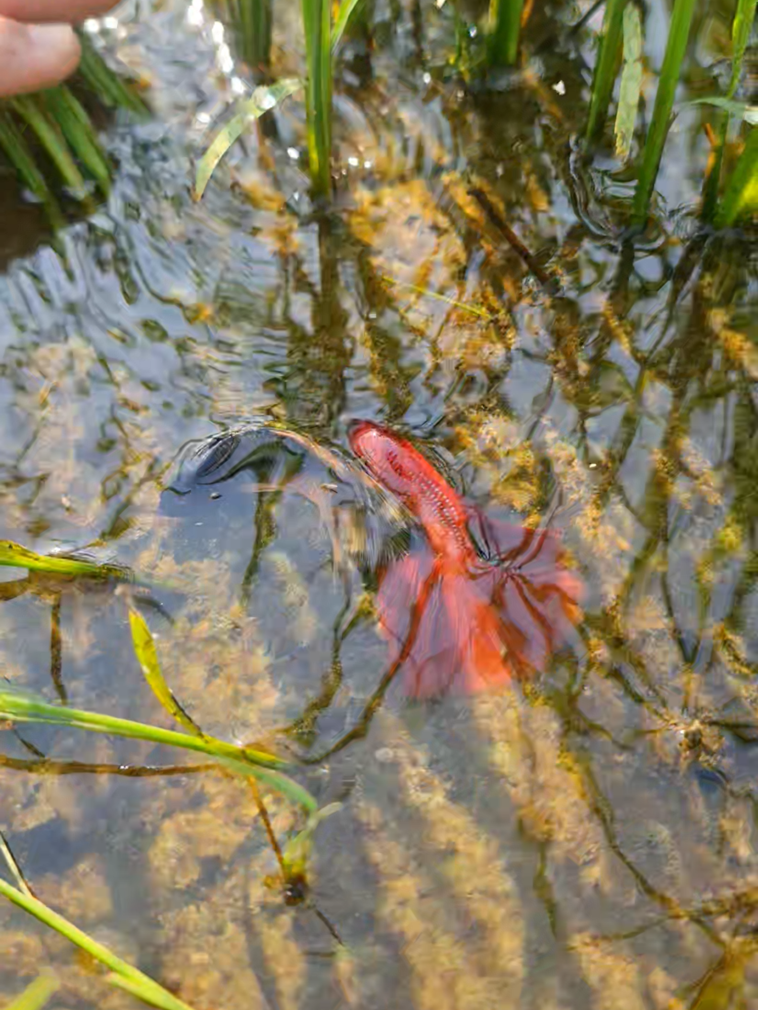 Super red halfmoon fish 🐟 #beautifulfish🐠😍 #bettafish #fishing