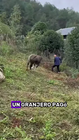 Una vaca sin preocupaciones #animals #Foryou #Friendship #Us