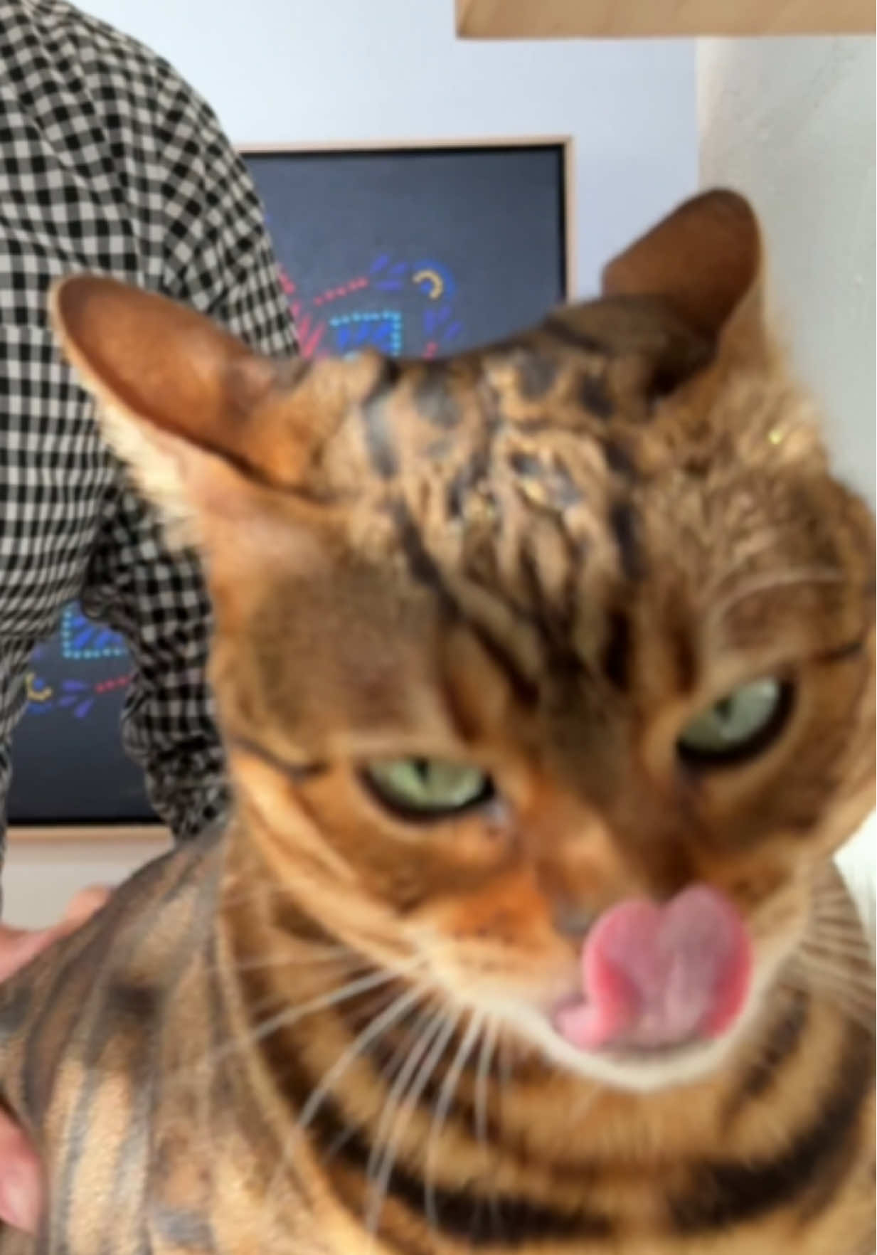 Good work human 😤 #bengalcat #catsoftiktok #catasmr 