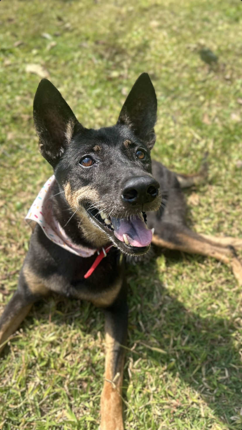 Today we said goodbye to our sweet Donut.. She fought so hard and showed us all the true meaning of resilience and strength. She came back from a dark place after her accident, and with the love and dedication of our incredible team, she was able to walk again.  Her tail never stopped wagging and she shared her light with all of us. She chose joy even in the toughest times, and I think we can all learn from Donut Our amazing team, who spent so many hours and days helping Donut, gave her a beautiful send off at the land this morning.  In her honour, we’re asking everyone to enjoy a donut today – just like she would’ve loved 🐾🍩 #dogsrescue #petloss #grief #rescue #streetdogs 