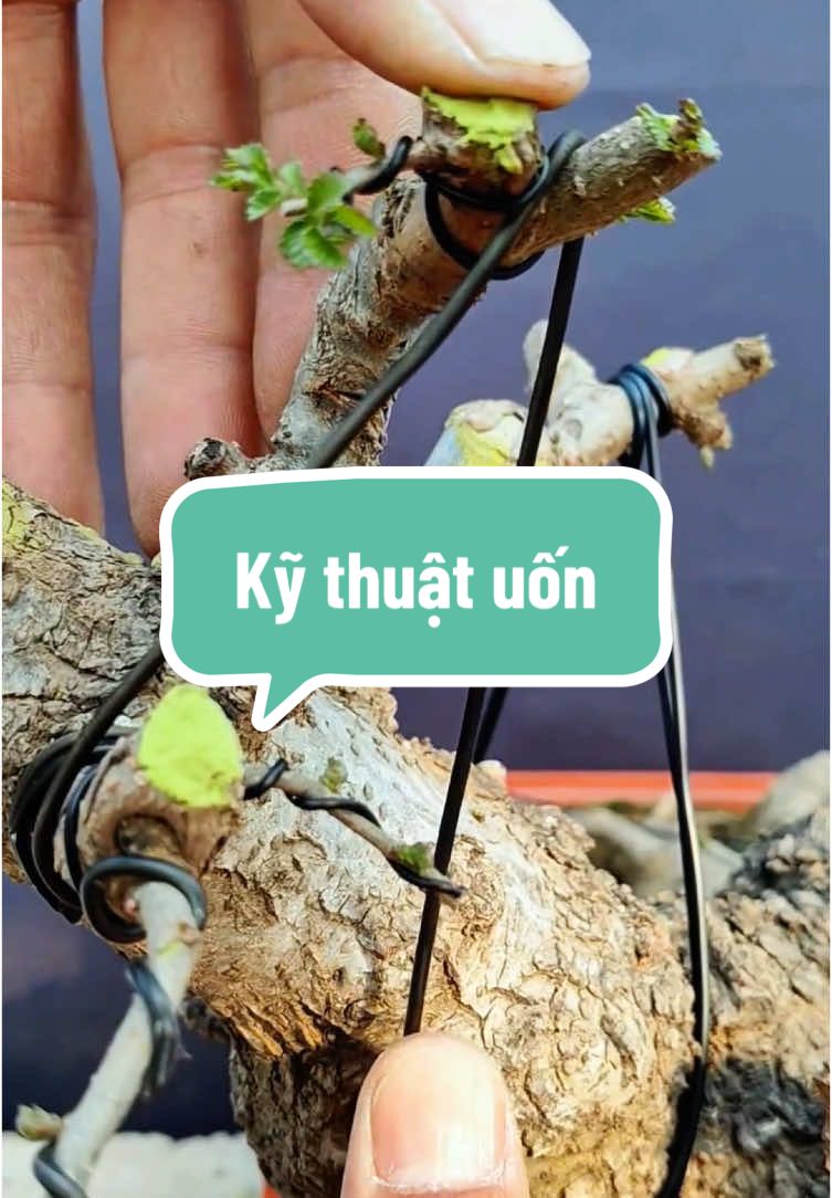 Uốn cành to #phucsa86 #DIY #bonsai 