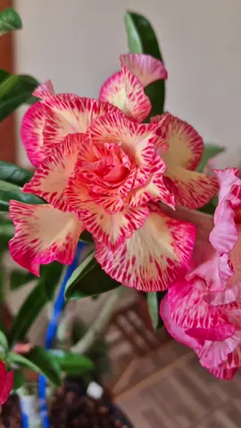 #Id Filó  #planta  #rosadodeserto  #terapia  #viveiro  #viciada 