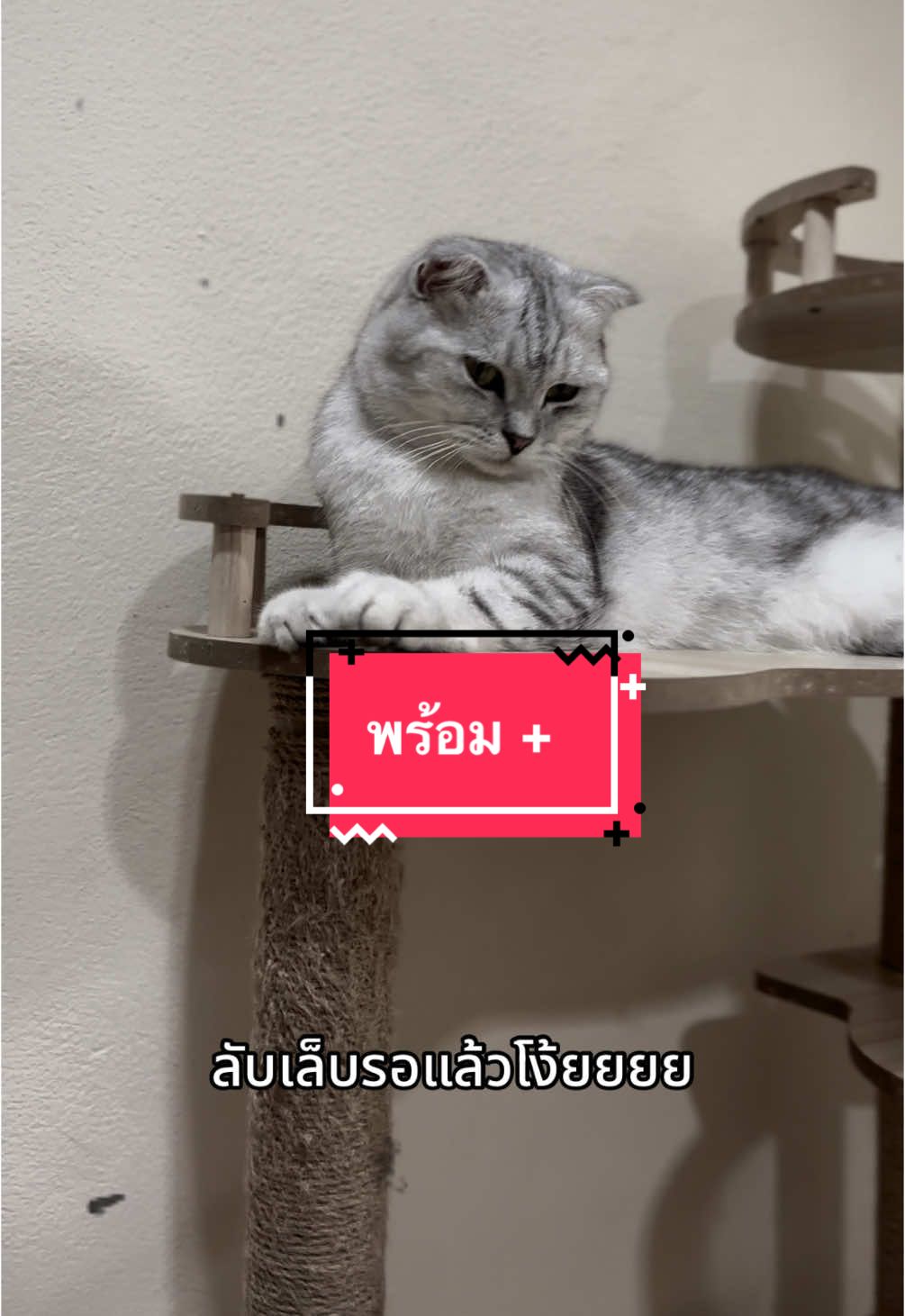 ลับเล็บรอเลย 💅#creatorsearchinsights #สัตว์เลี้ยงของฉัน #สัตว์เลี้ยง #pet #PetsOfTikTok #pompazz #scottishfold #พ่อพันธุ์แมว #สก๊อตติชโฟลด์ #เลี้ยงแมว #viraltiktok #สัตว์เลี้ยงtiktok #คลิปคลายเครียด 