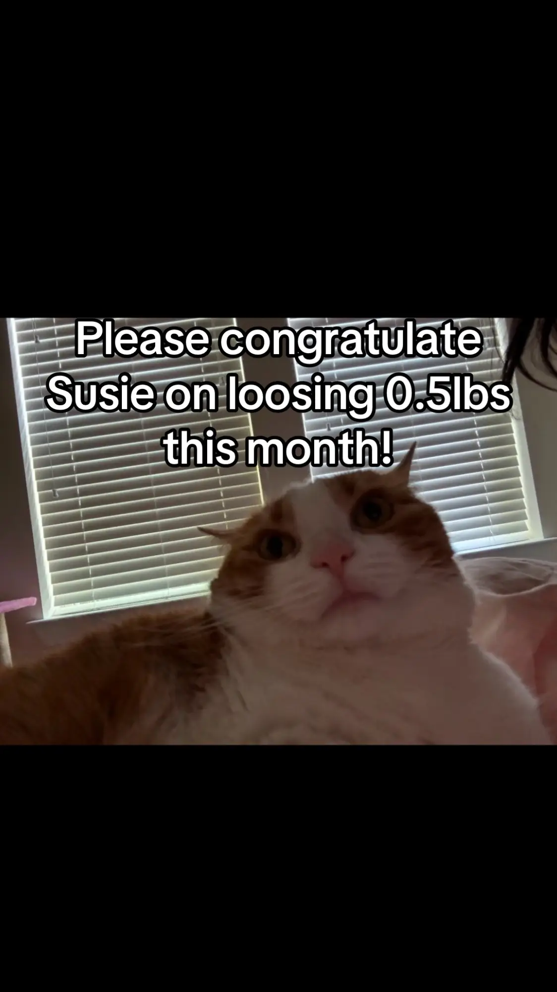 4.5lbs more to go! #SusieTheCat #catsoftiktok #cats  #cattok #genzlife #catmemesdaily  #catlover #catfunny #catfunnyvideos #genzlife #catmeme #catmemes #catmomlife #gatostiktok #gatosdetiktok #gatosgraciosos #orangecat #orangecatbehavior #orangecatsoftiktok #catmom #catmomlife #catmoms #catmomproblems #catmomsoftiktok #catmomlifestyle #catmomma #catmeme #catmemes #grumpycat #geumpycats #grumpycatsoftiktok #chunkycat 