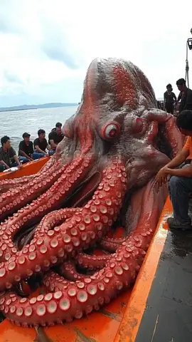 Giant octopus caught !?😱🦑 #ocean #northsea #scarry #octopus #megalophobia #DeepSeaMysteries 