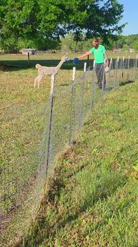 You guys... Please watch 👀👀 till you see the happiness 😀on my husband's face. Julio the 🦙 #LLAMA is slowly coming around to us♥️💜! #llamalove #llama #llamas #llamasofinstagram #farm #farmer #farmlife #farming #farmers #farmhouse #cute #animals #animallover #icanteven