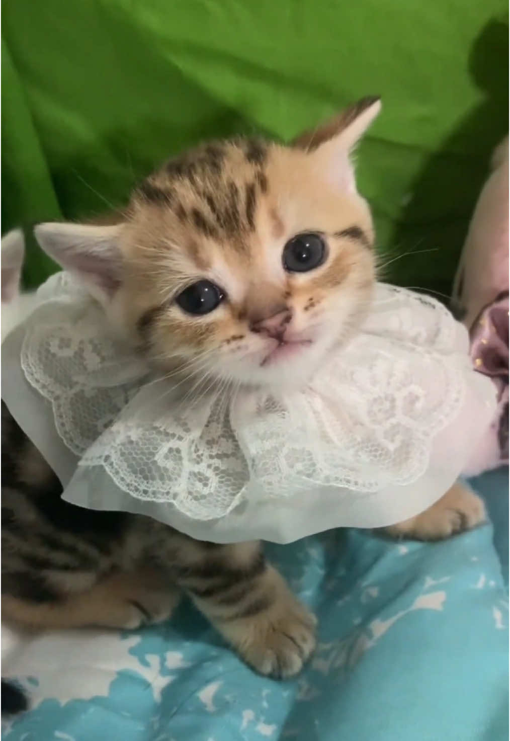 So cute 😊.#cat #kitten 
