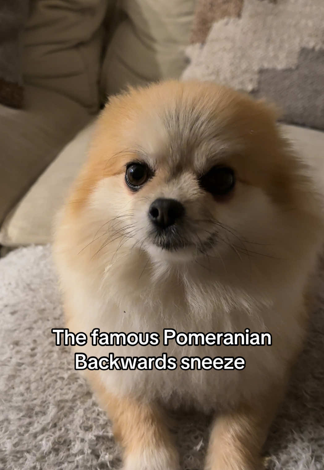 Backwards sneezing or attention seeking?  #dog #sneeze #fyp #viral_video #pomeranian #pomeranianpuppy #pomeranians #pomeranianworld #pom #poms #fluffy #fluffydog #littledog #small #furbaby 