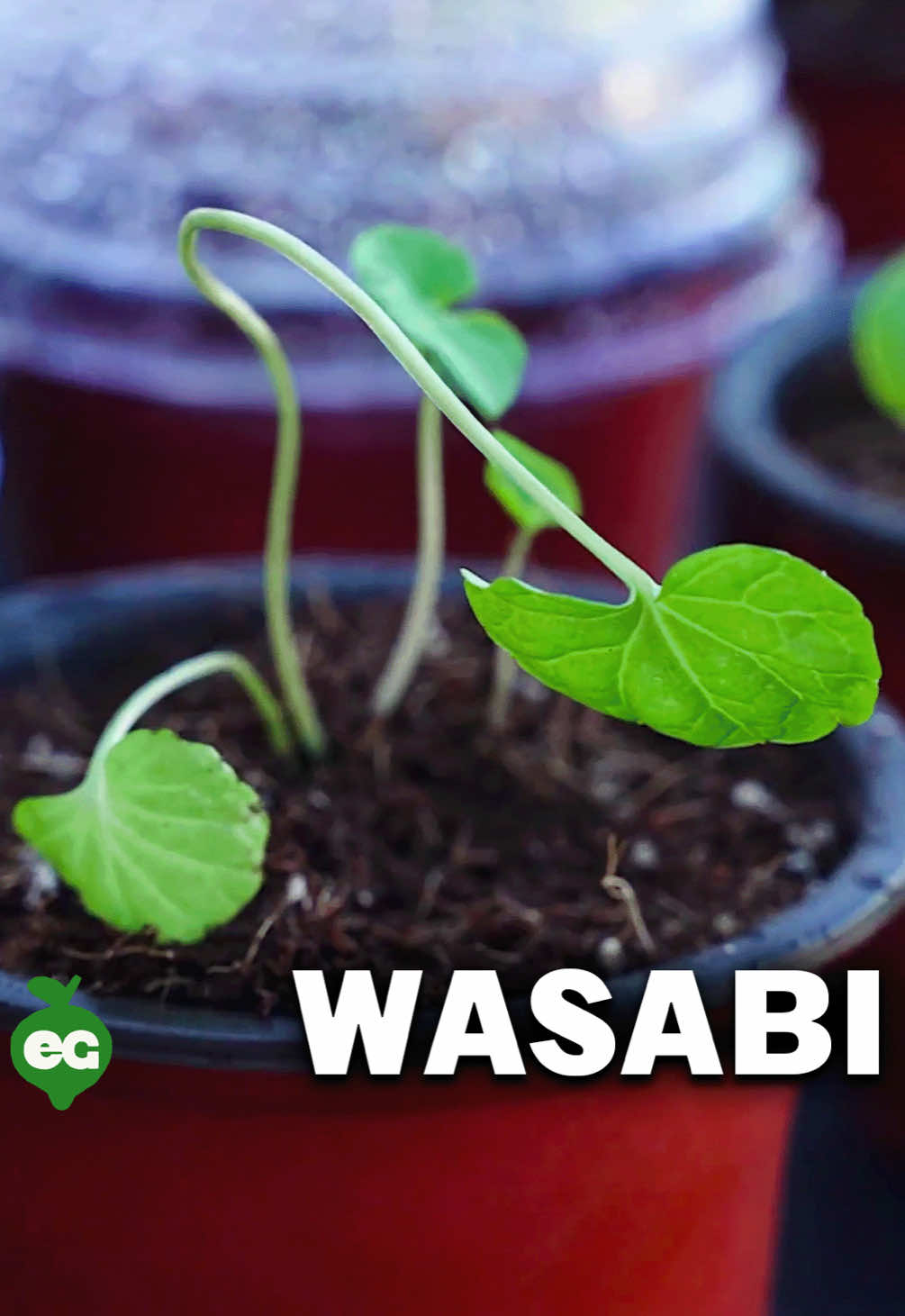 Growing wasabi has been one of our toughest challenges. To date, we’ve yet to pull off a successful harvest. A big part of that struggle is trying to cultivate this cool, shade-loving plant in San Diego’s warm, sunny climate (Zone 10b). Wasabi thrives in temperatures between 45-70°F, hates direct sunlight, and is part of the cabbage family. It’s so difficult to grow that what you typically find in stores or on restaurant menus is often a blend of horseradish, mustard, food coloring, and other additives. For the real deal, look for Wasabi japonica as the first ingredient on the label—or better yet, try growing your own!