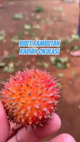 YUK TANAM RAMBUTAN RAPIAH SUPER PREMIUM KAK #bibit #rambutan #bibitrambutan #buah #tabulampot #promo #fyp #viral #hook 