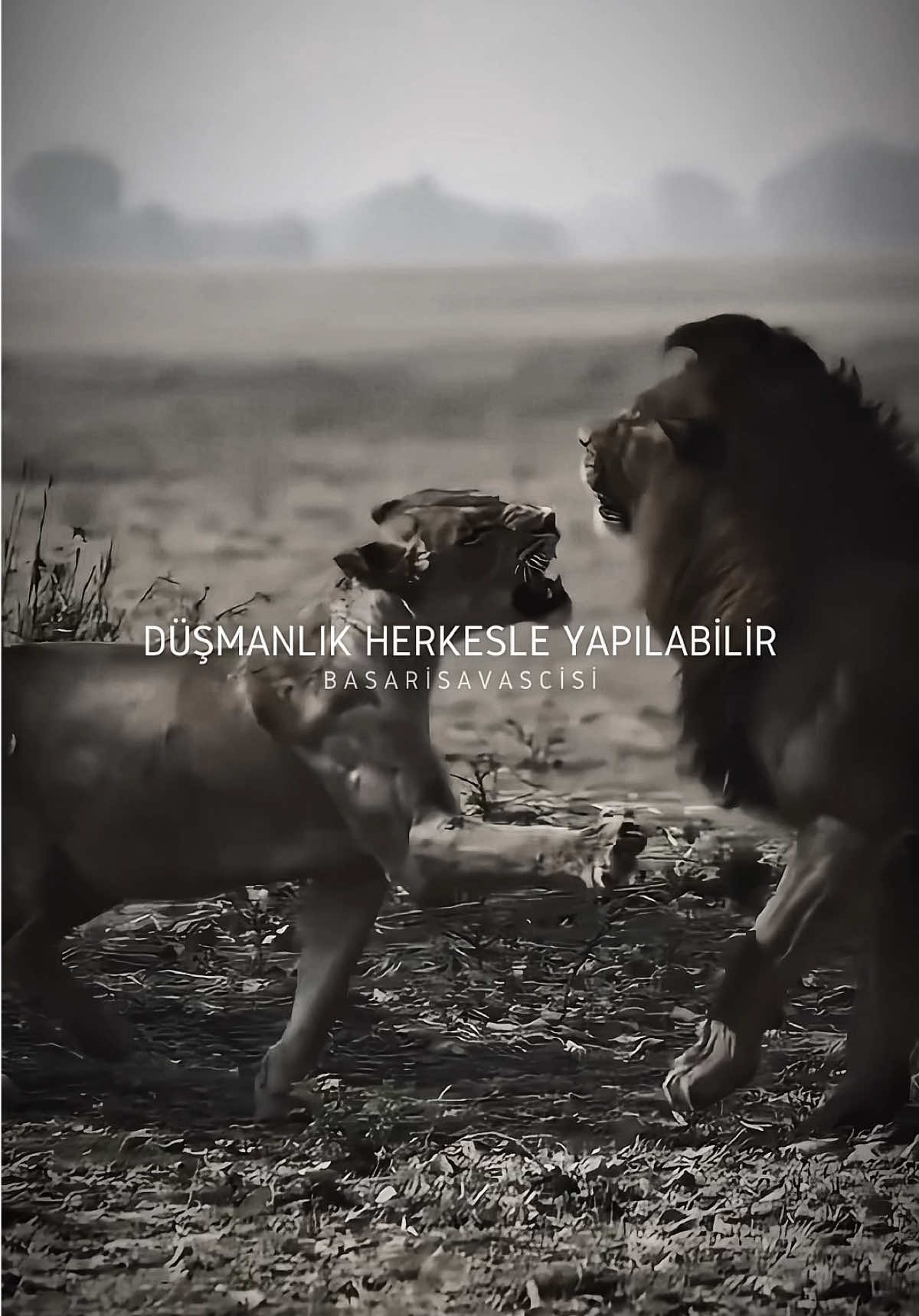 ⚡ Premium içerikler için takipte kalın. İnstagram ➡️ @basarisavascisii Beğenmeyi ve takip etmeyi unutmayın. #motivasyon #kisiselgelisim #basari #aslan #lion #motivasyonvideolari 