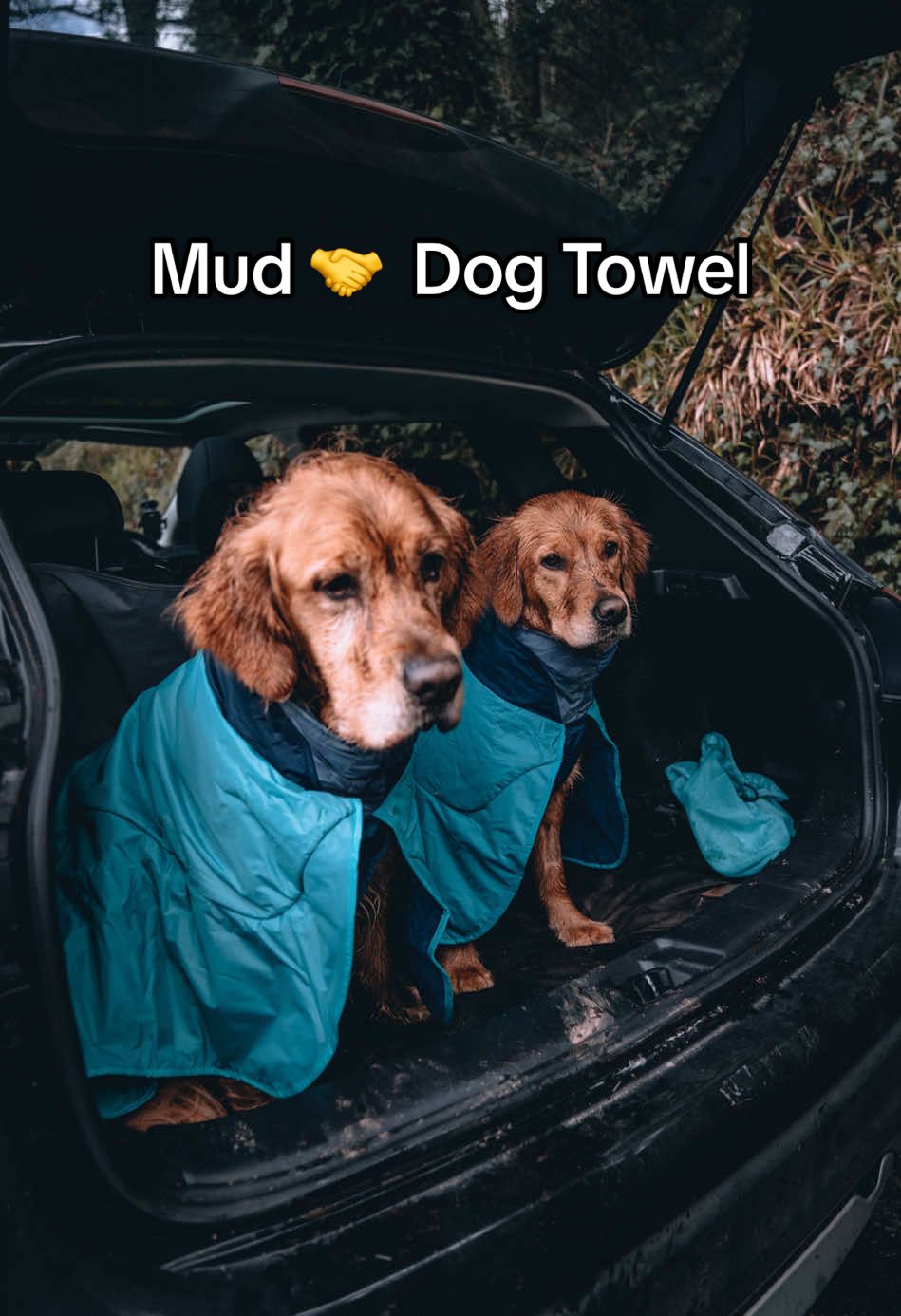 The Dirtbag Dog Towel is the real MVP of spring adventures! 🌧️🌸  🎥: @Thisgoldenjourney  #dogsoftiktok #goldenretriever #shoulderseason 