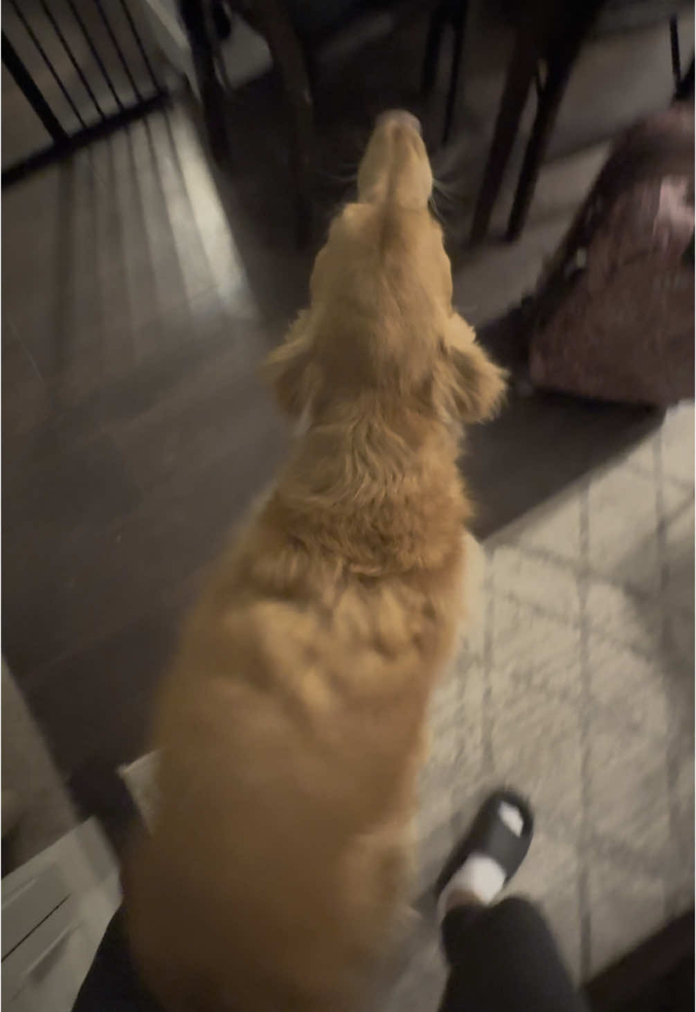 This has to be the song stuck in his head. #goldenretriever #dance #dogsoftiktok #fyp 